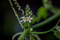 Flowers of California Man-root (Marah fabacae)