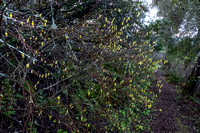 Blossoms of Western Leatherwood (Dirca Occidentalis)