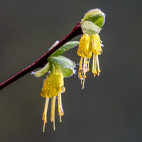 Blossoms of Western Leatherwood (Dirca Occidentalis) -- Up Close