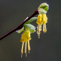 Blossoms of Western Leatherwood (Dirca Occidentalis) -- Up Close