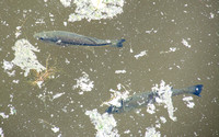 Two Fish in Searsville Lake