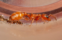 Twig Ant (Pseudomyrmex apache)