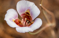 Bee Shelters in Clay Mariposa Lily (Calochortus argillosus)