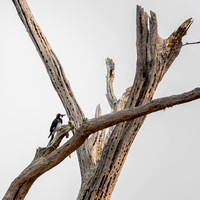 Female Acorn Woodpecker (Melanerpes formicivorus) in Granary Tree (3)