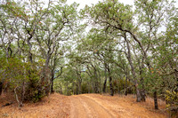 Blue Oak Forest (Quercus douglasii)