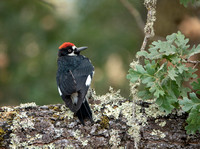 Male Acorn Woodpecker (Melanerpes formicvorus)