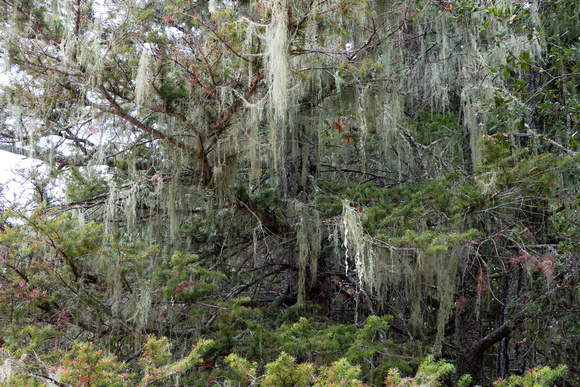 Lace Lichen (Ramalina menziesii) on Fog-bound Coast Douglas Fir (Pseudotsug menziesii var menziesii)