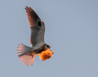 White-tailed Kites (Elanus leucurus): Masters of the Sky