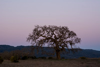 Lone Valley Oak at Dawn