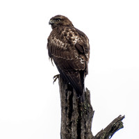 Hawk in Granary Tree