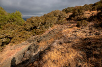 Landscapes of Jasper Ridge