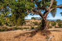 Valley Oak with Mistletoe and Poison Oak
