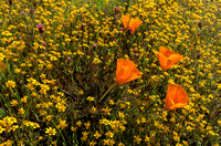 Poppies with Goldfields