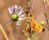 Skipper Butterfly on Hayfields Tarweed Flower (Hemizonia congesta ssp. luzulifolia) (Detail)