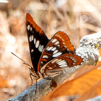 Lorquin's Admiral Butterfly (Limenitis lorquini)