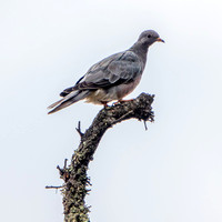 Band-tailed Pigeon (Patagioenas fasciata)