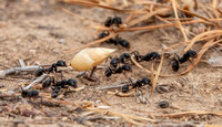 Group of Harvester Ants (Veromessor andrei)