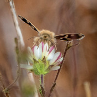 Moth on Hayfields Tarweed (Hemizonia congesta ssp. luzulifolia)