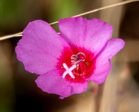 Farewell-to-Spring (Clarkia rubicunda)