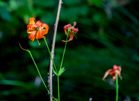 Leopard Lilies (Lilium pardalinum ssp. pardalinum)