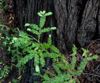 Fresh Redwood Growth