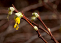 Dirca occidentalis (Leatherwood) Flowers