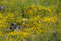 Serpentine Grasslands in the Spring (3)
