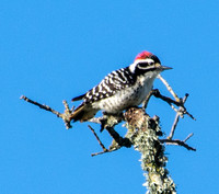 Male Nuttall's Woodpecker (Dryobates nuttallii)