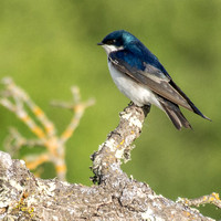 Male Tree Swallow (Tachycineta bicolor)