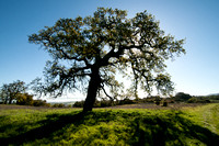 Lone Valley Oak (Quercus lobata) in Spring Finery