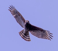 Red-shouldered Hawk (Buteo lineatus) in Flight