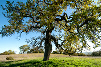 Lone Valley Oak (Quercus lobata) in Spring Finery (2)