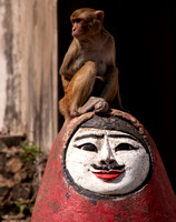 Macaque Monkey on Figure