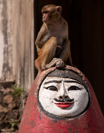 Macaque Monkey on Figure