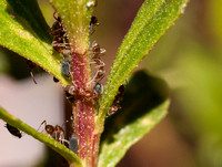 Argentine Ants (Linepithema humile)