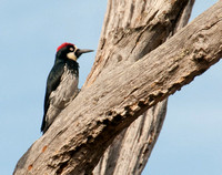 Acorn Woodpecker (Melanerpes formicivorus) in Granary Tree