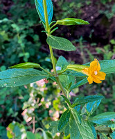 5/1/2020 First Flower on Sticky Monkeyflower in Mader Valley