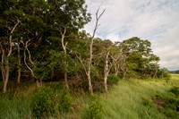 The Forest near the Marsh