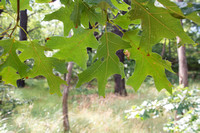 Oak Leaves and Raindrops