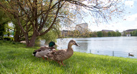 Ducks in Kiel