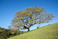 Lonely Blue Oak in Late Spring, Windy Hill