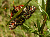 Variable Checkerspot Butterfly lays eggs under the leaf of Sticky Monkeyflower (Mimulus aurantiacus), its host plant. Hidden Villa wilderness