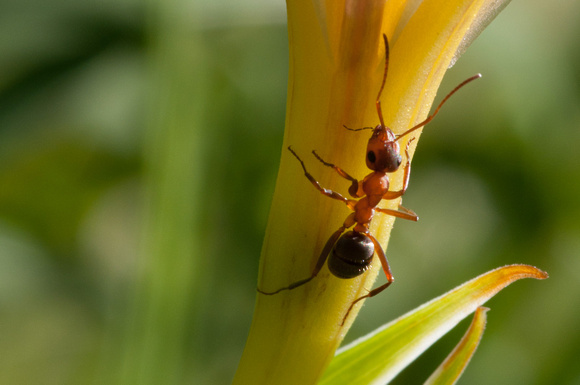 Field Ant (Formica moki) on white Iris, on Coal Mine Ridge