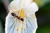 Carpenter Ant (Camponotus sp.) on white Iris petal, on Coal Mine Ridge
