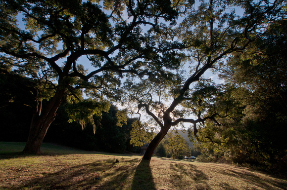 Valley Oaks in Mader Valley