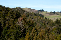 Windy Hill from Toyon Trail