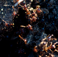 Pheidole Ant Nest, Active