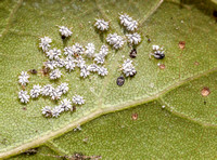 Aphid-like Insects on Leaf (Closer)