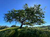 Hilltop Blue Oak (Quercus douglasii)
