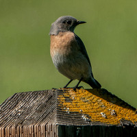 Female Western Bluebird (Sialia mexicana)
